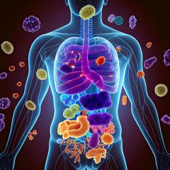 Illustration of human body, its organs and various cell types