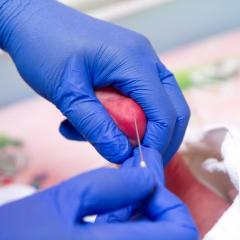 Purple goved hands cradling baby heel and needle posed to collect sample